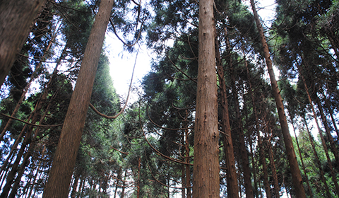 ����ɽ����ɭ�ֹ�԰